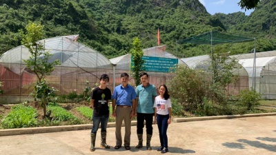 Cách pha Trà hoa vàng mạn hảo