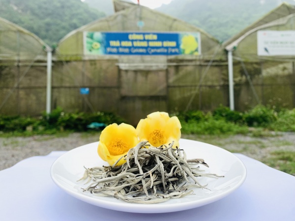 Bạch Trà túi 50gr
