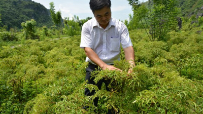 Cây dược liệu giúp giảm nghèo