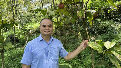 Ươm mầm trà hoa vàng ở thung lũng Cổ Ngựa