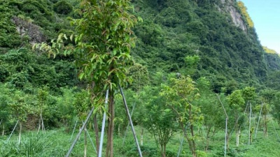 Bình minh tại Công viên Trà hoa vàng Ninh Bình