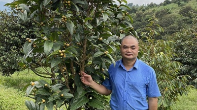 Trà hoa vàng - cây dược liệu quý, giá trị kinh tế cao