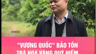"Vương quốc trà hoa vàng quý hiếm"