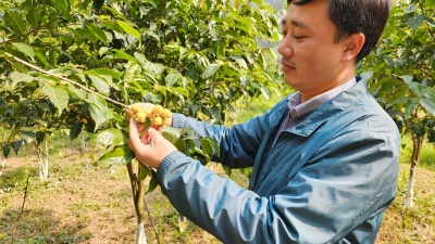 Bỏ phố về Công viên trà hoa vàng Ninh Bình