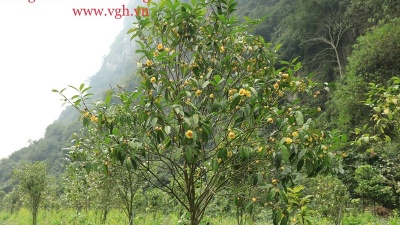 Mùa hoa Kim Hoa Trà tại Công viên Trà hoa vàng Ninh Bình