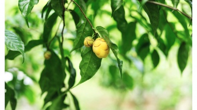 Trà hoa vàng Cúc phương được mang tên Quốc tế theo tên của VQG Cúc phương