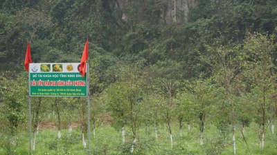 Lạc vào thung lũng trà hoa vàng
