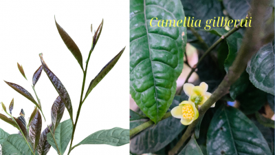 Trà hoa vàng Camellia Gilberti