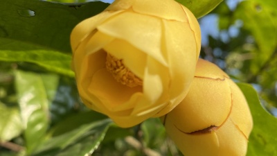 Trà hoa vàng Cúc Phương Ninh Bình (Camellia cucphuongensis)
