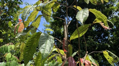 Trà hoa vàng: Camellia Tonkinensis