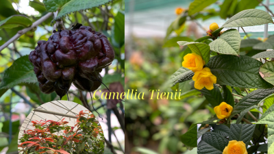 Trà hoa vàng Camellia tienii
