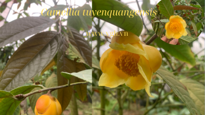 Trà hoa vàng Camellia tuyenquangensis