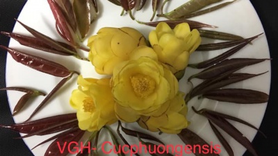 Trà hoa vàng Cúc Phương - Camellia Cucphuongensis
