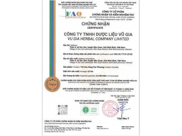 Trà hoa vàng Cúc Phương (Thượng hạng)