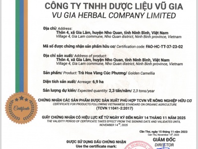 Trà hoa vàng Cúc Phương (Cao cấp)