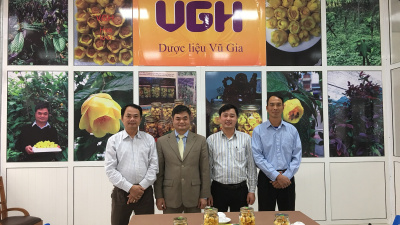 Cách pha Trà hoa vàng mạn hảo