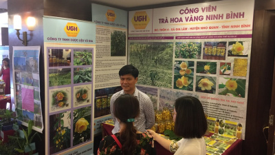 Cách pha Trà hoa vàng mạn hảo