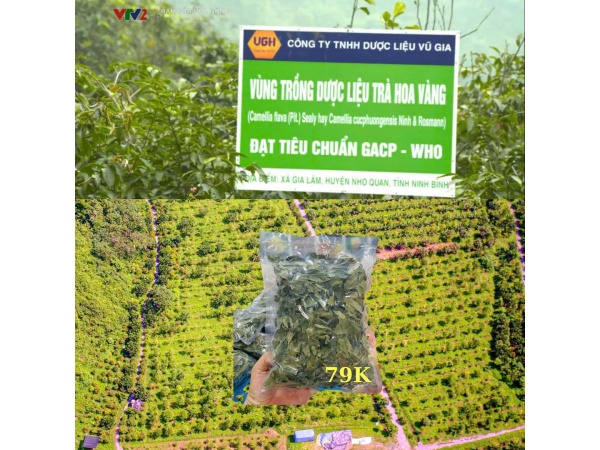 Trà hoa vàng Cúc phương (dạng lá 100gr)