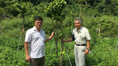 Cách pha Trà hoa vàng mạn hảo