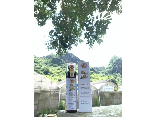 Nước cất Trà hoa vàng Cúc phương 100ml