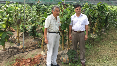 Cách pha Trà hoa vàng mạn hảo