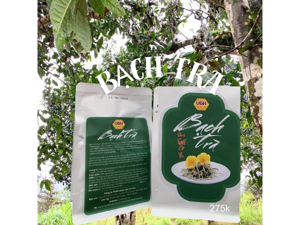 Bạch Trà túi 50gr