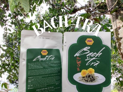 Bạch Trà túi 50gr