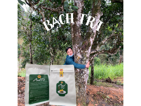 Bạch Trà túi 50gr