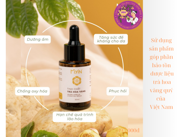 Tinh chất Trà hoa vàng Cúc phương