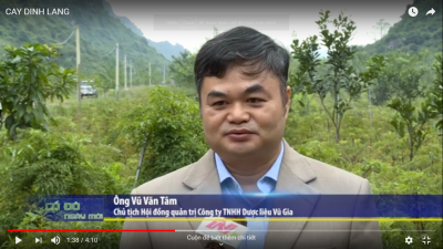 Phát triển cây đinh lăng của Công ty TNHH dược liệu Vũ Gia