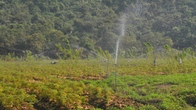 Cách pha Trà hoa vàng mạn hảo
