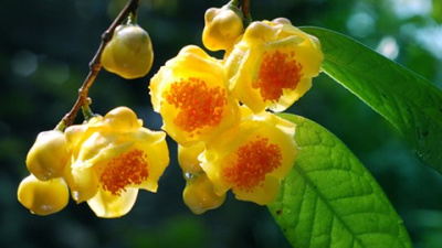 LÝ GIẢI CƠN SỐT “THẦN DƯỢC” TRÀ HOA VÀNG