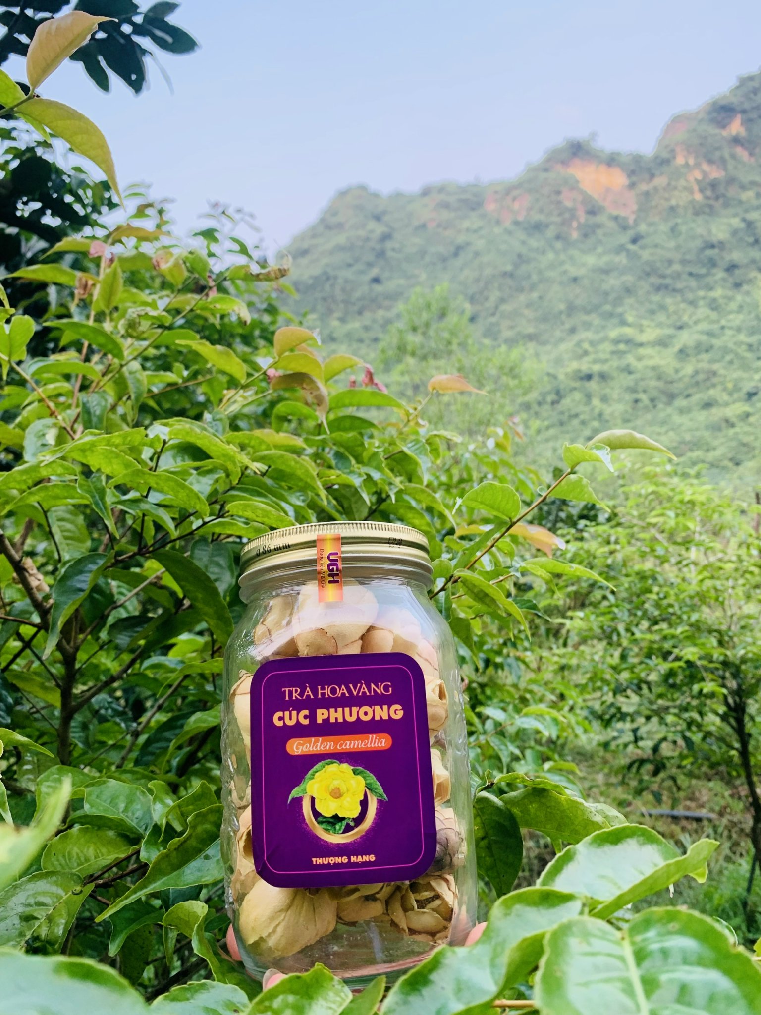 Trà hoa vàng Cúc Phương (Thượng hạng)